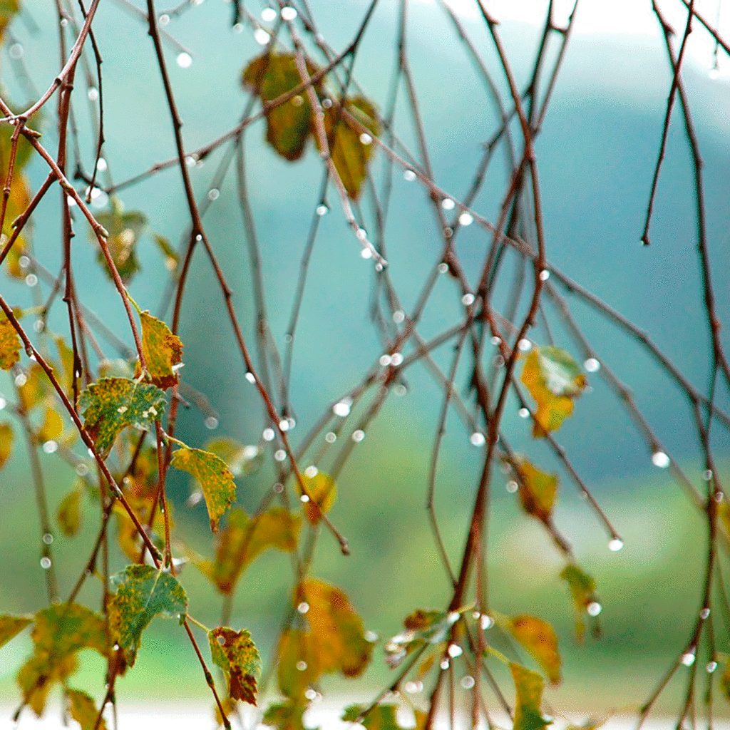 Дождливая осень